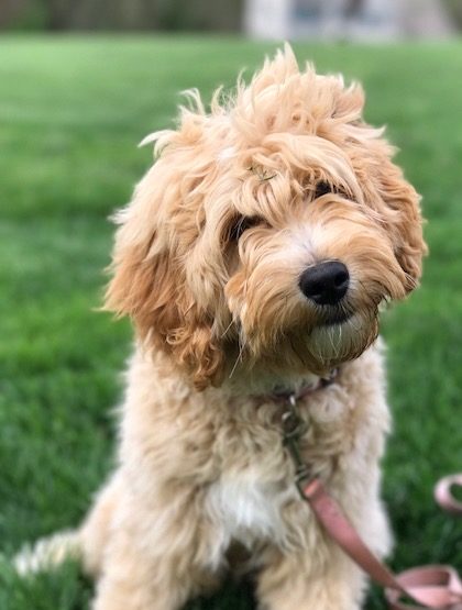 Cornerstone's Chloe