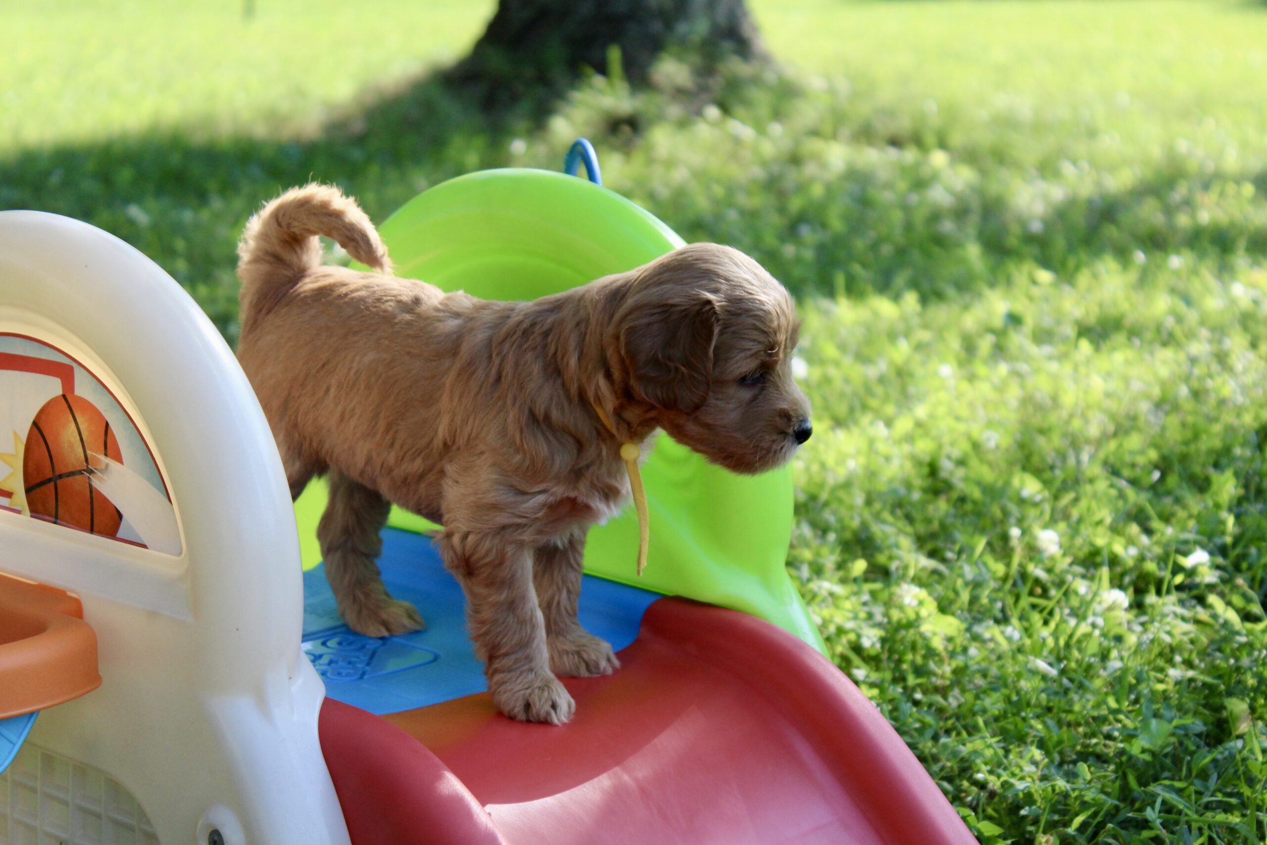 04002126-F576-4205-A5EF-EE6DC83EA691_1_201_a