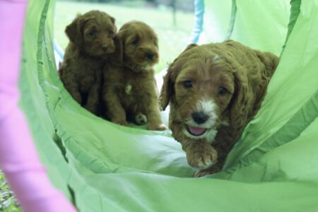 0470391D-F351-47E8-9099-9688EE76974D_1_201_a