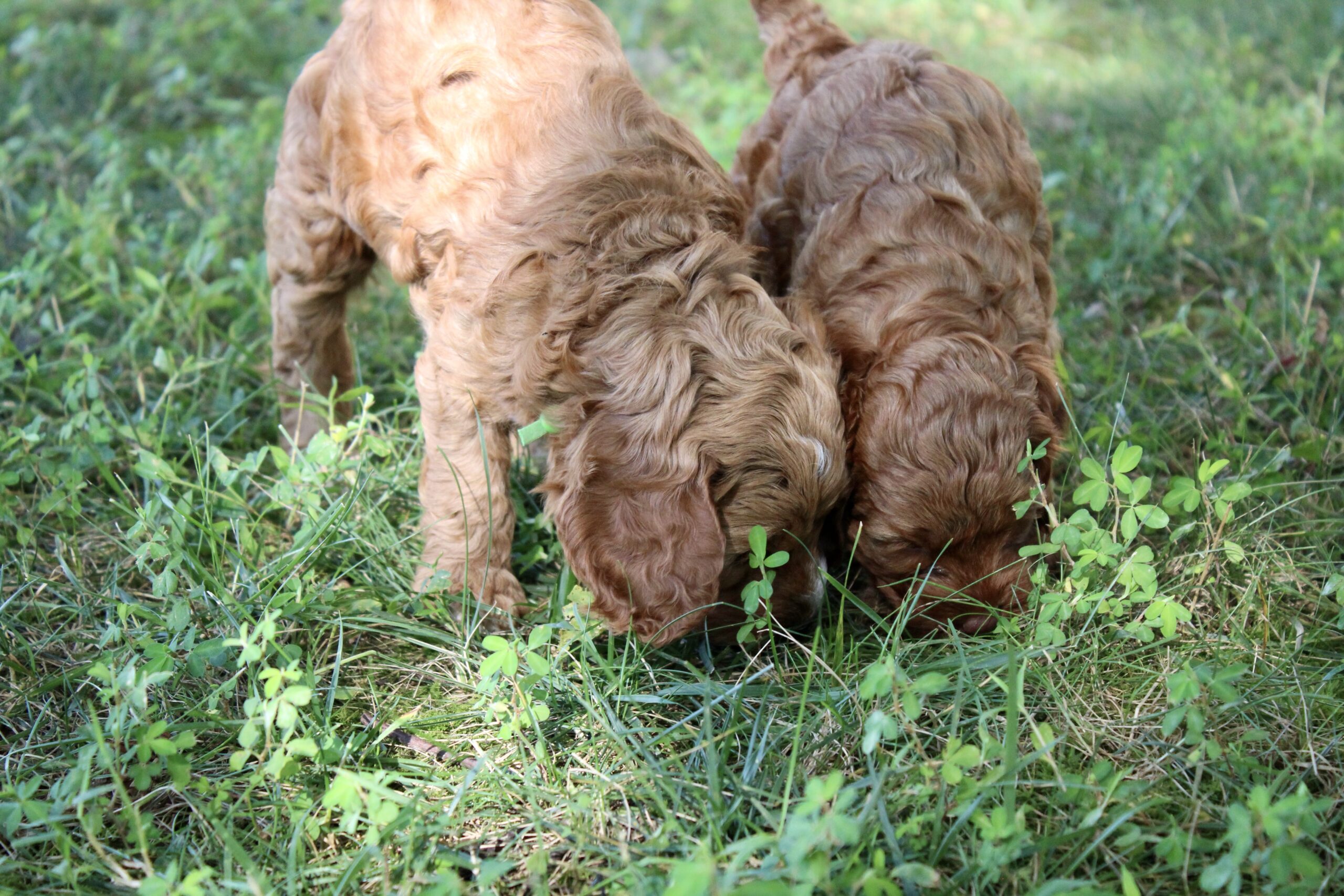 200008C1-B9F5-409F-87D6-7DE051C25DED_1_201_a