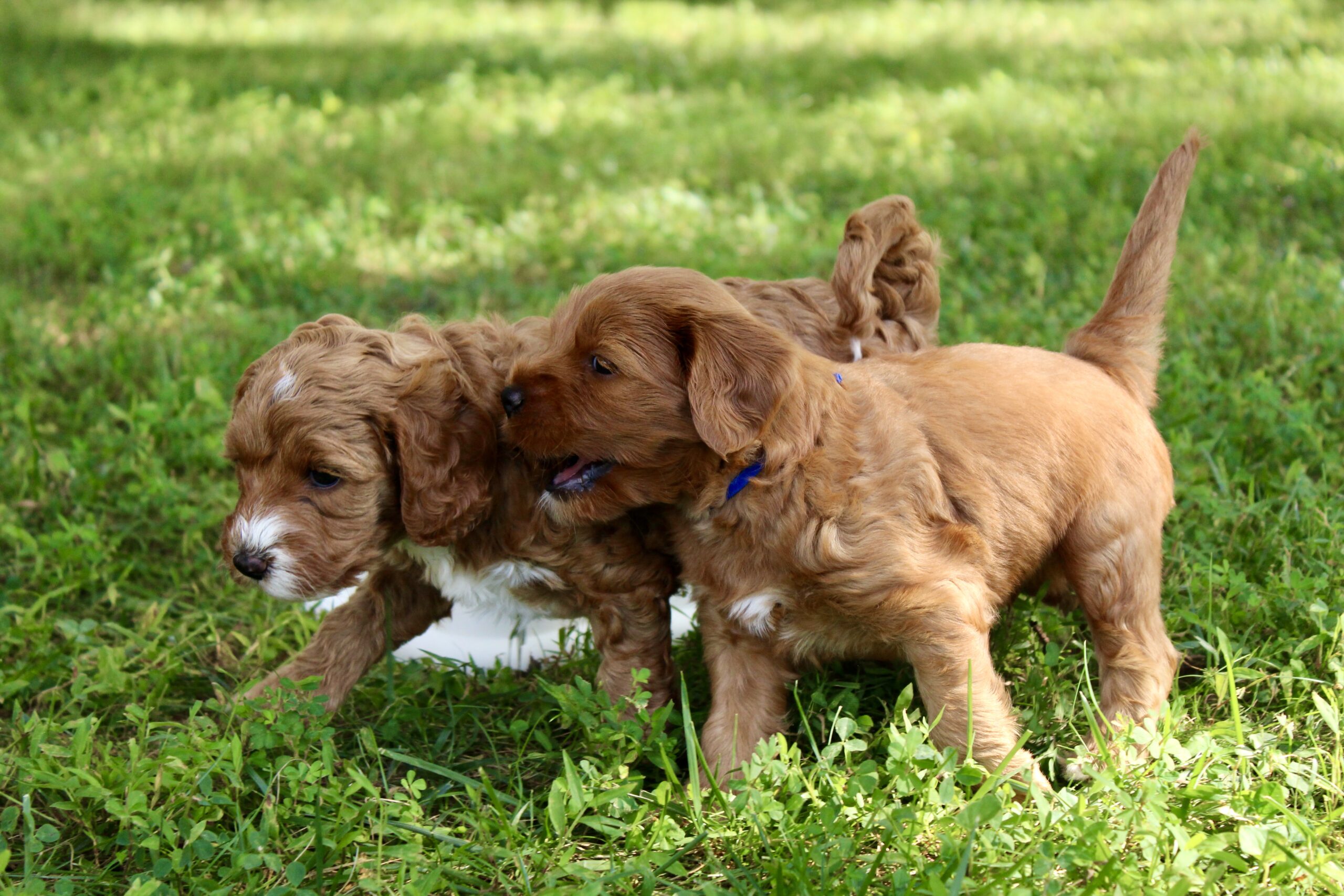 2C153EE2-98C6-4750-AFD1-317E8627862A_1_201_a