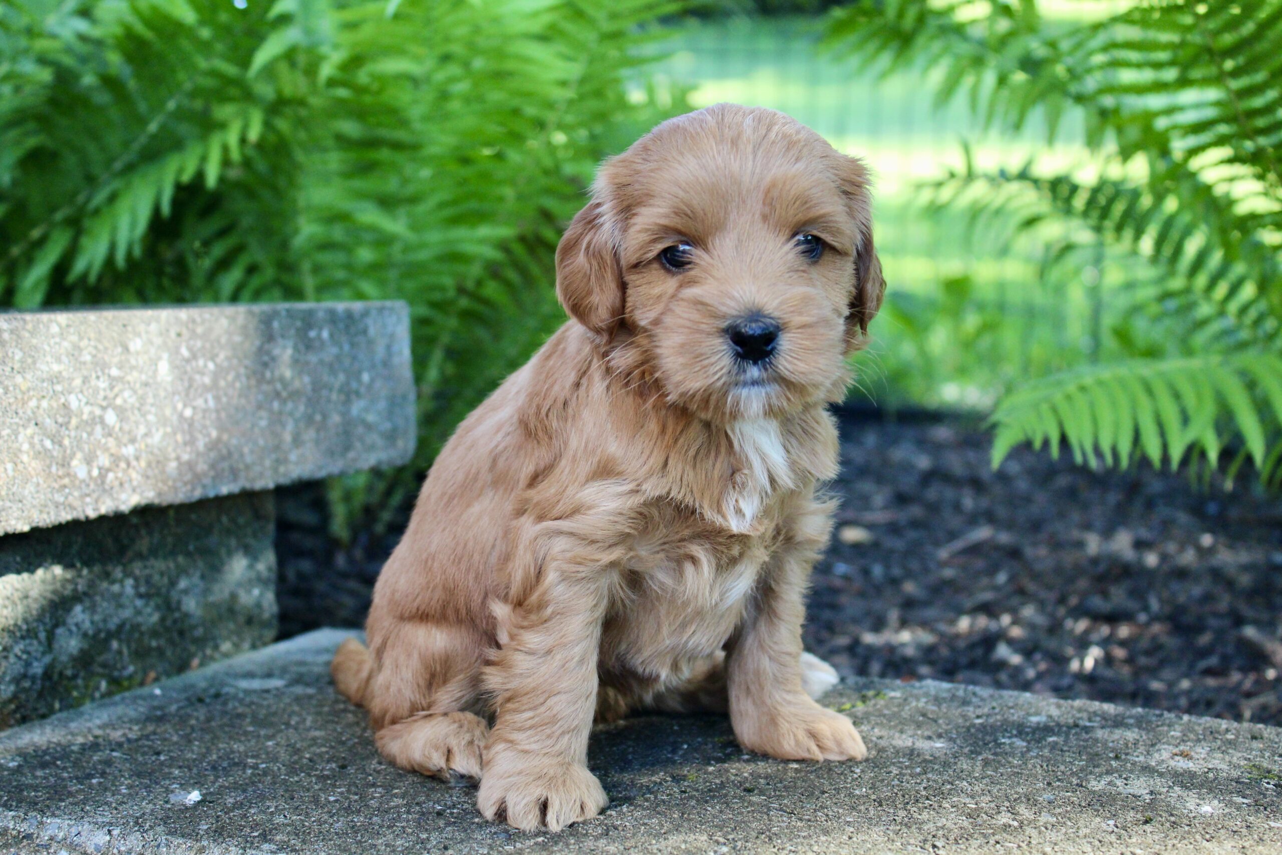 31FA0B9A-4185-4769-A254-9BF8A38D6A78_1_201_a