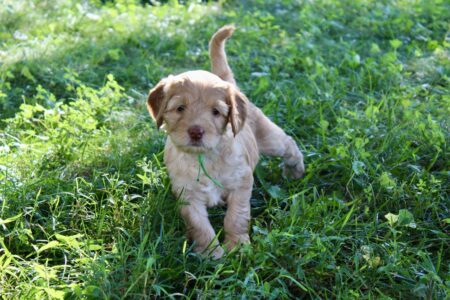 33C36493-9375-406C-B21D-C7179B3D3AA3_1_201_a