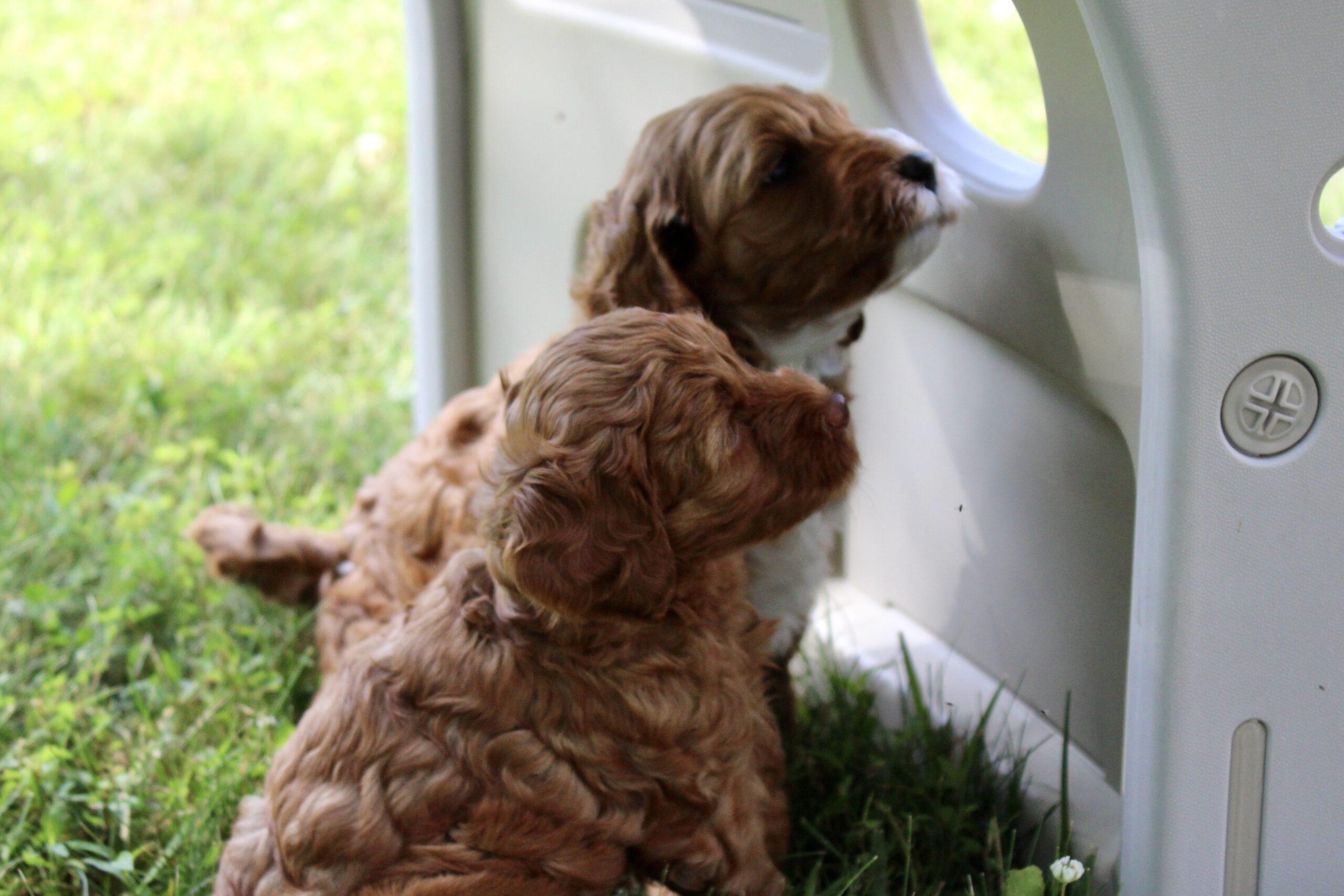 376F789D-2F42-4F73-86B5-663D3E3EE2ED_1_201_a