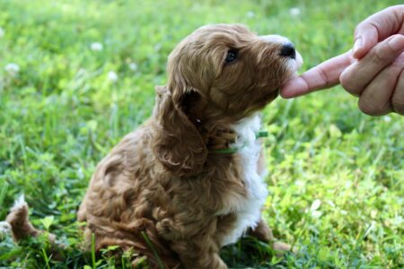 46AA5C86-73F8-4B82-BE0A-DB6BC6B68A93_1_201_a