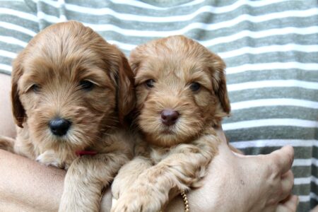 4954A4D9-8670-4D1E-8A45-E8BD7FB7CD77_1_201_a