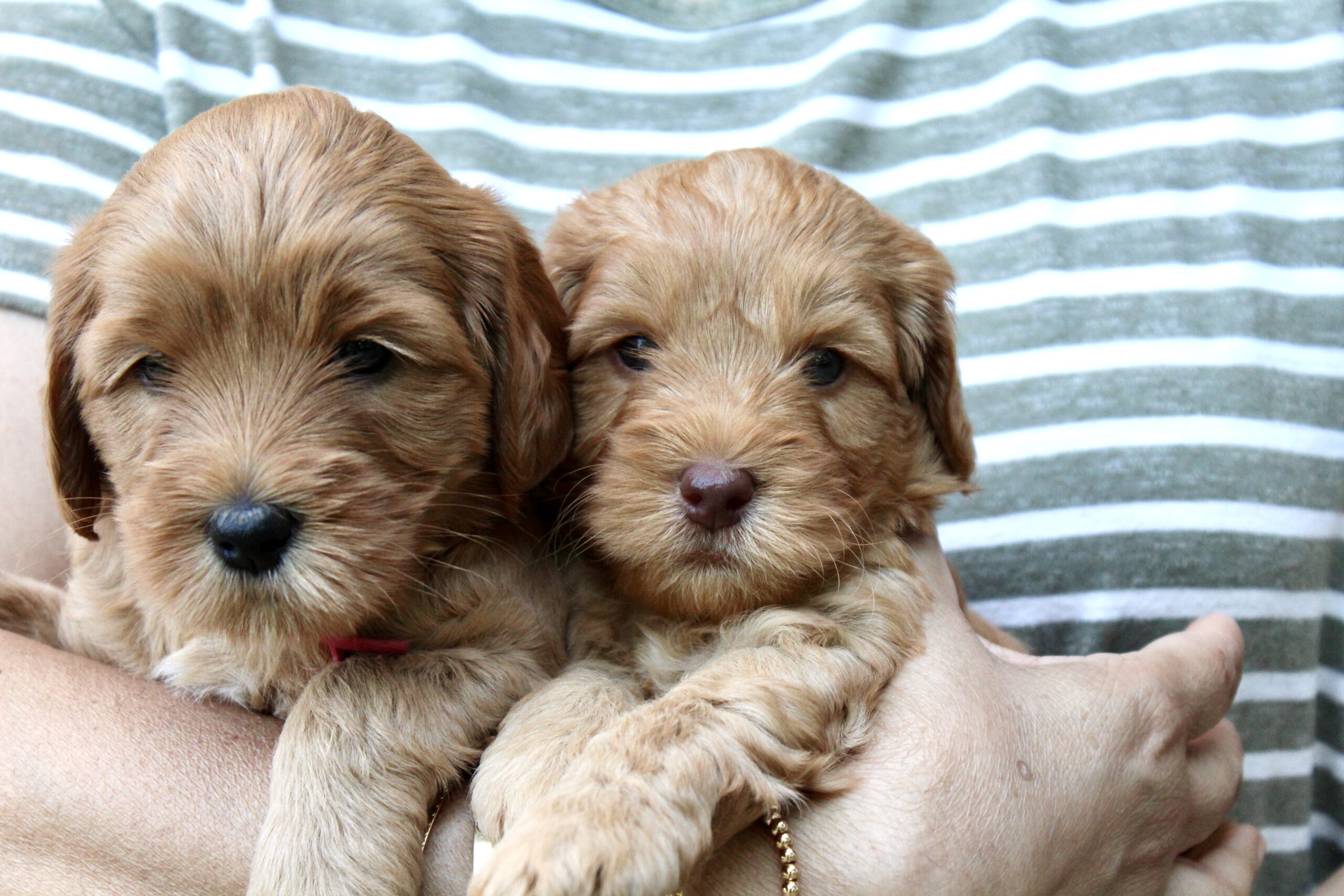 4954A4D9-8670-4D1E-8A45-E8BD7FB7CD77_1_201_a