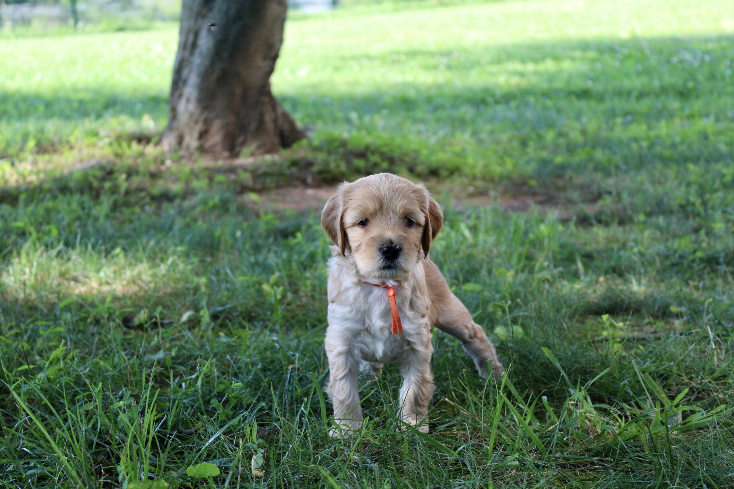 4C3BB687-9FB9-4D50-AF26-5739F9D775D1_1_201_a