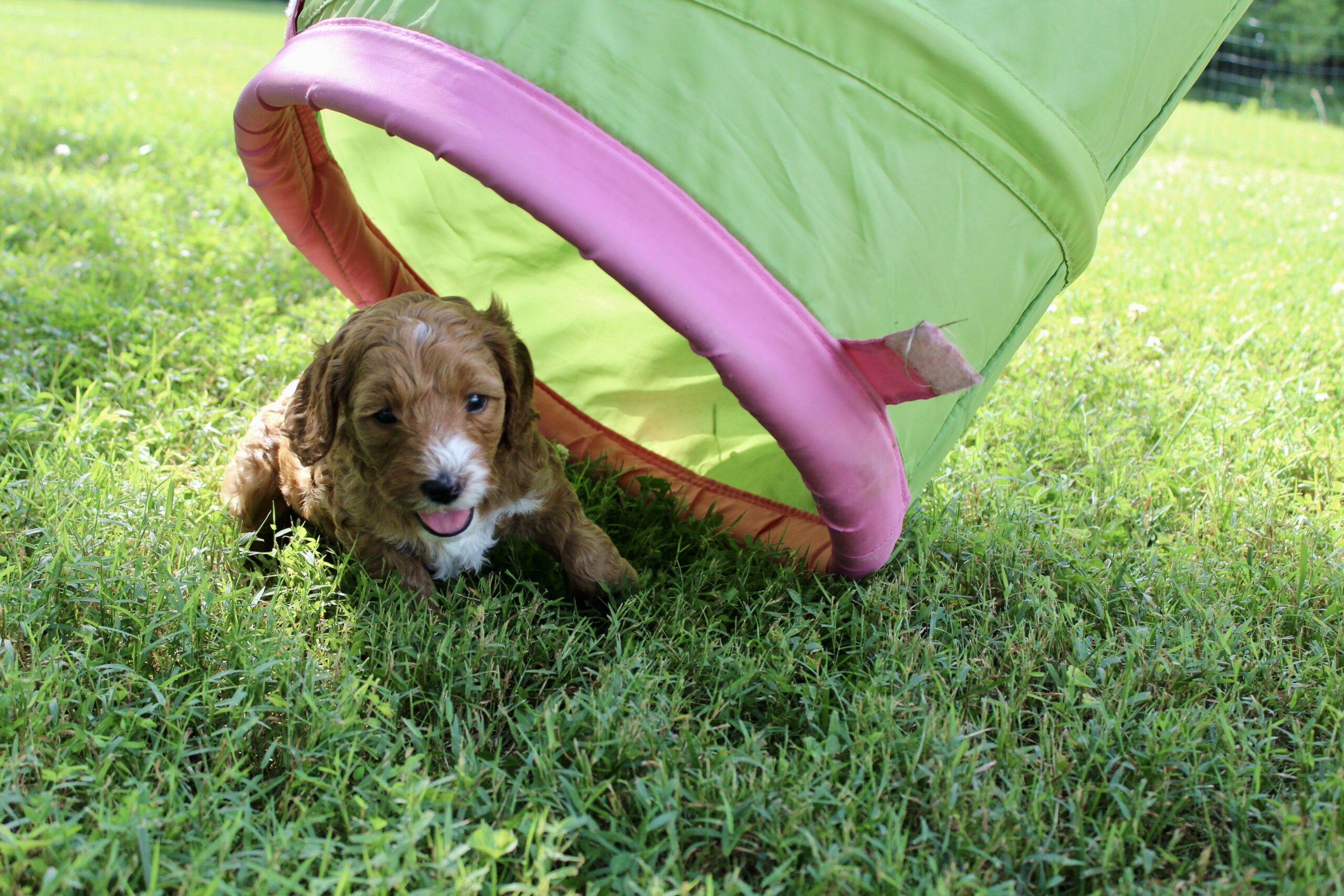 58756B1C-8655-4B35-859F-5F4B1A83B57C_1_201_a