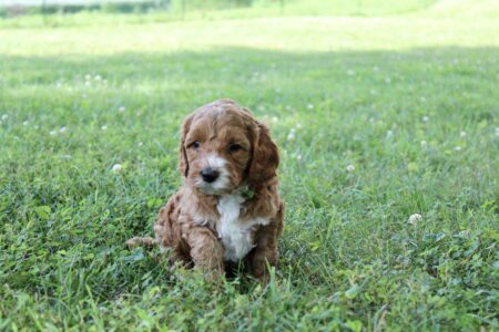 68519B7D-C15B-4DC1-A36B-DE689A70DD35_1_201_a