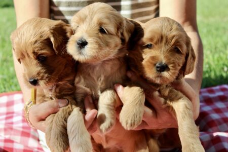 71043C85-C45D-45FD-8F11-43D8AE7BFE7D_1_201_a