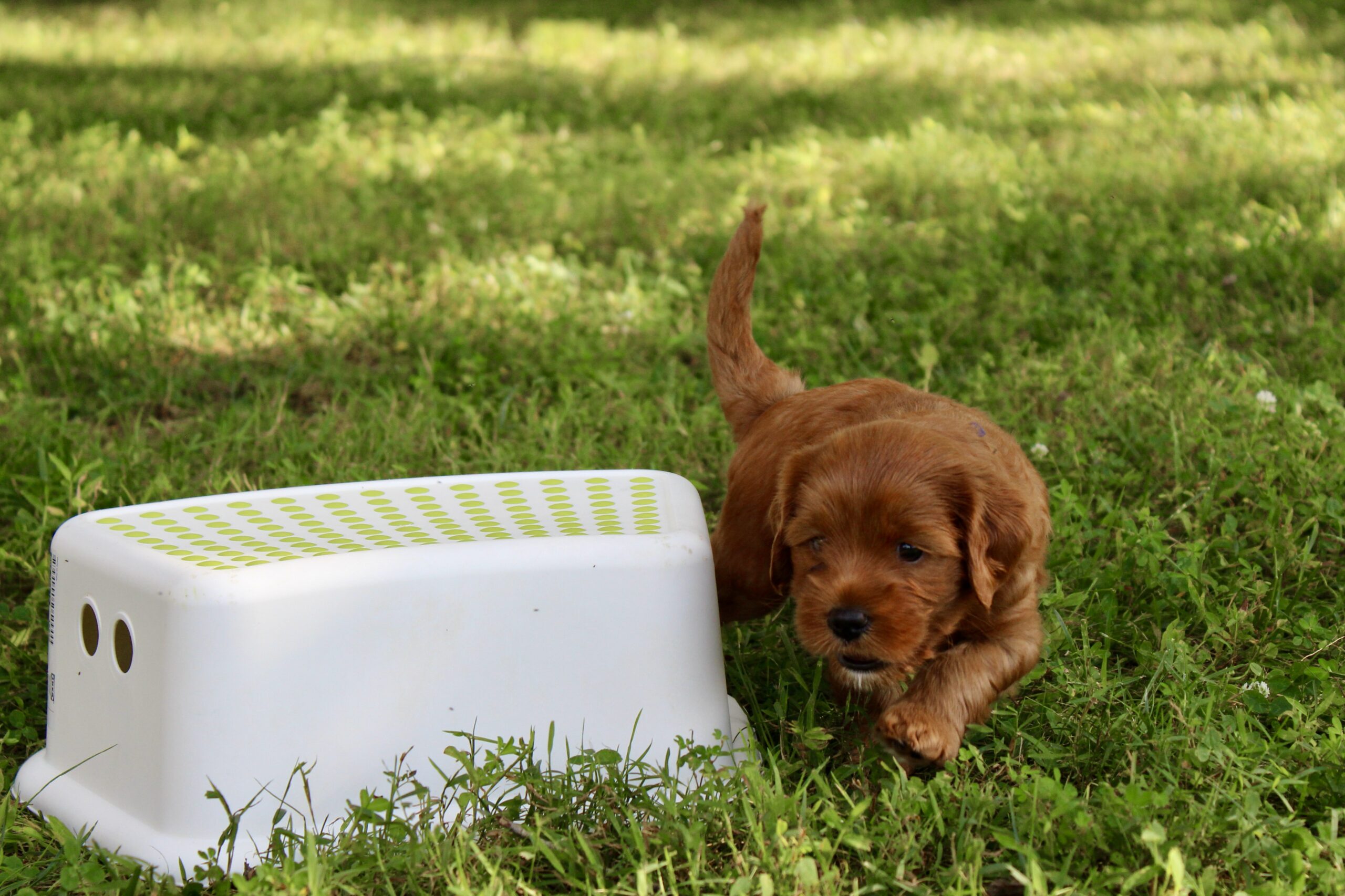 78D46AA2-B378-4C82-B3B0-8B342ACE4BFD_1_201_a