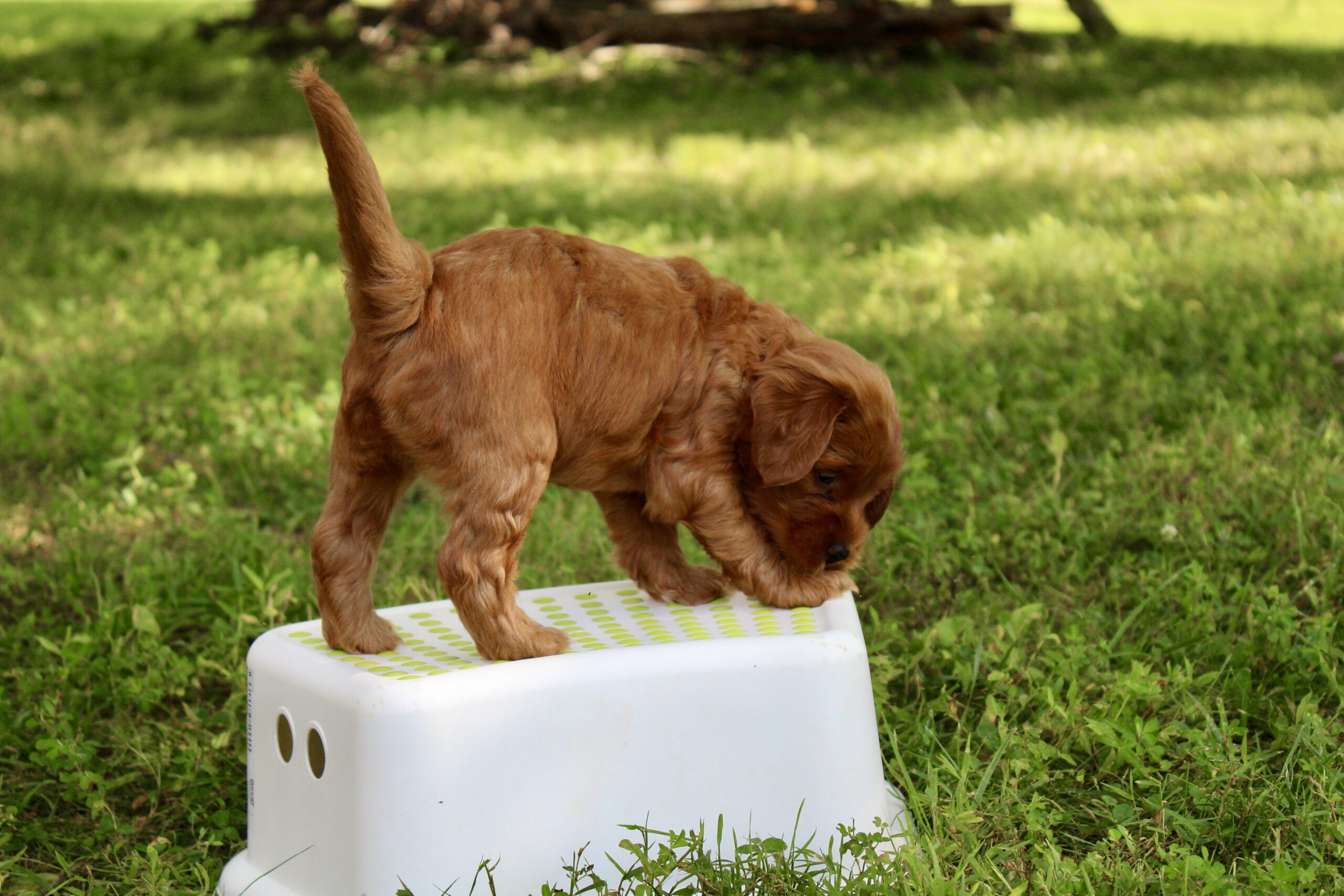 8A967931-F328-49B4-9E64-72E5D3BF70CA_1_201_a