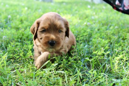 8D08898E-1A8A-465B-85B1-17277F966620_1_201_a