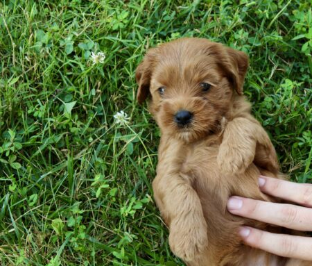 AE5157FF-0A97-42A7-8287-DC893ACD2C59_1_201_a