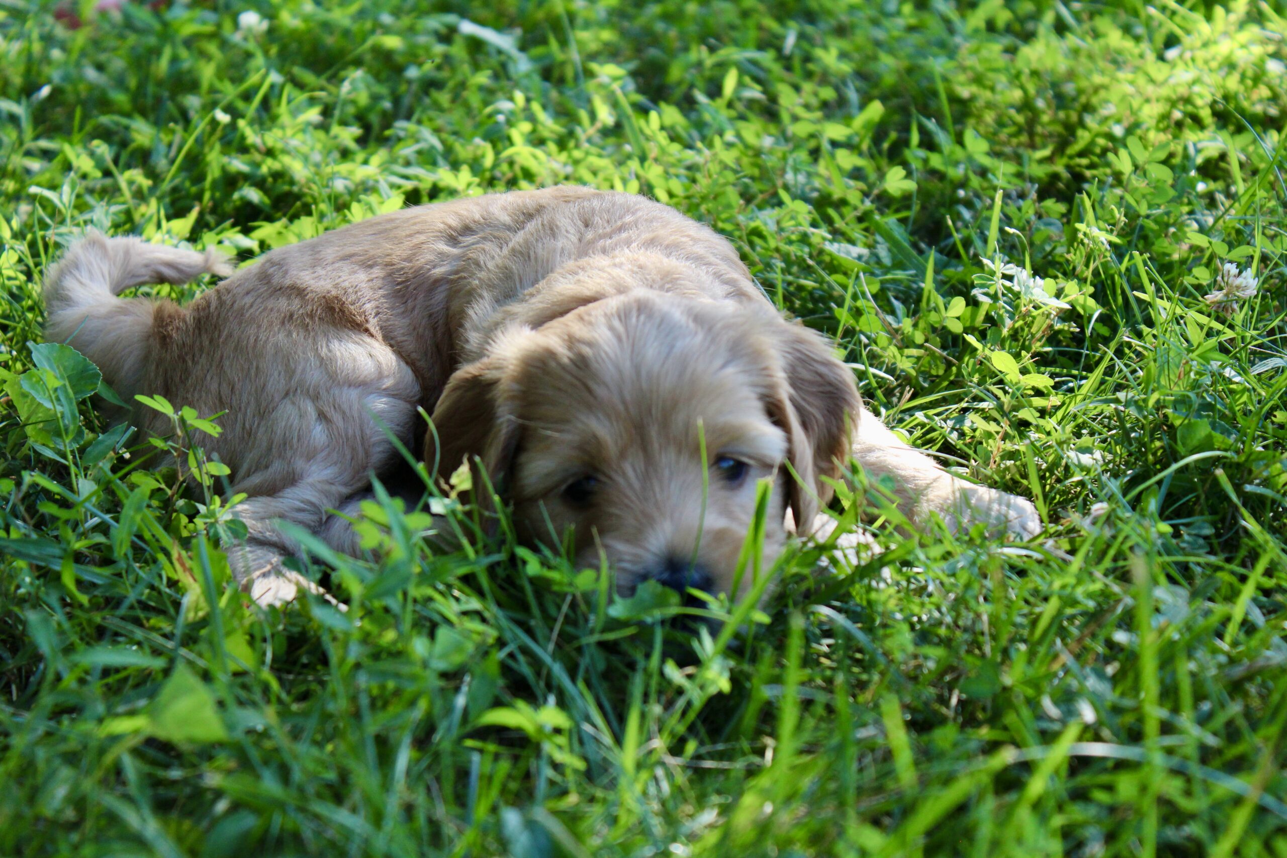 C66F851D-8187-4124-A9DA-EF3851B6D91E_1_201_a