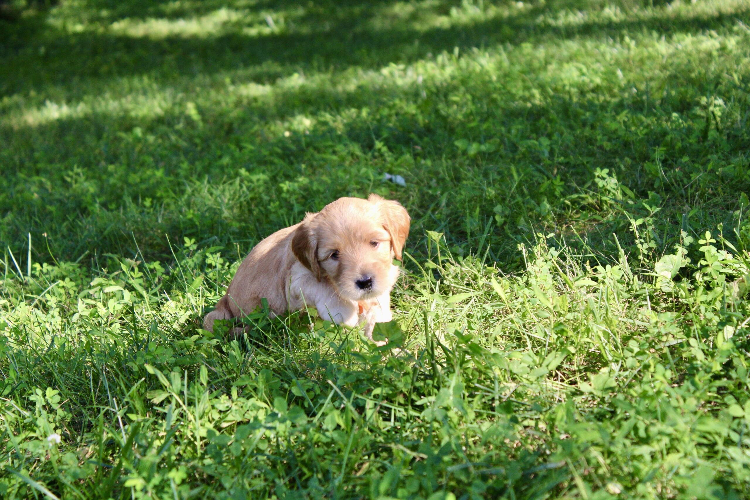 C7F28C61-175E-412C-B2C6-8C0332C74997_1_201_a