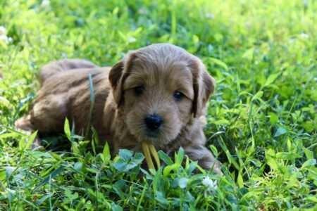 D9F1F00E-7FC6-4348-956E-853B99FA9862_1_201_a