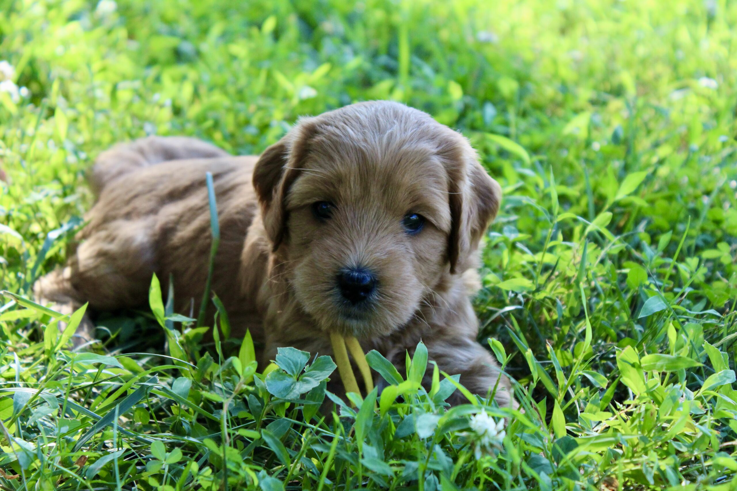 D9F1F00E-7FC6-4348-956E-853B99FA9862_1_201_a