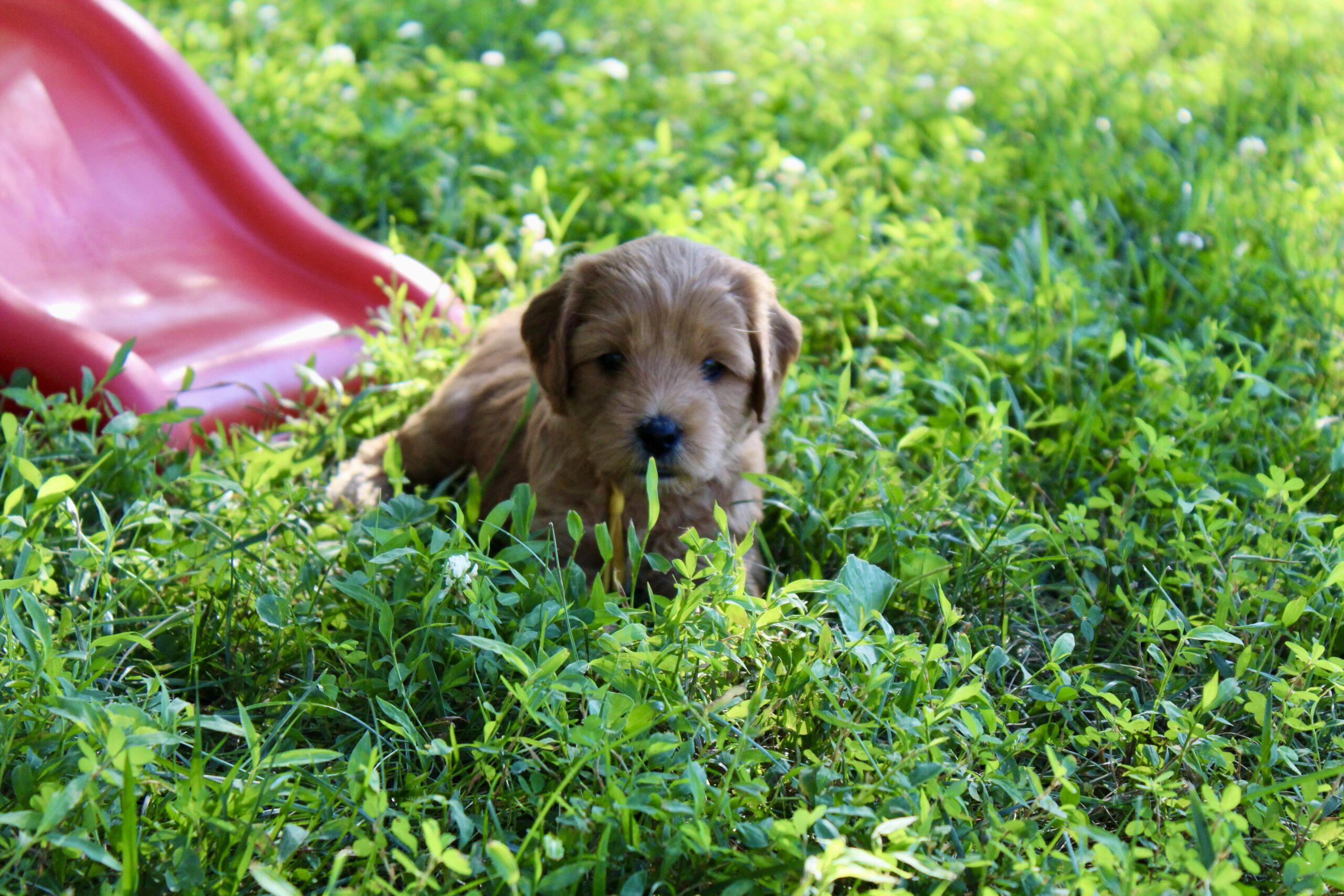 EF9BC7E3-4019-45E9-B332-9FC309EE9210_1_201_a