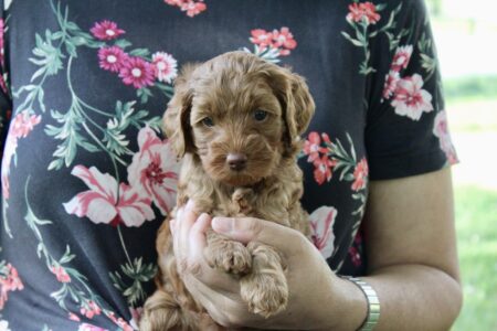 FE3FBA2D-530E-468B-B07D-B7EA74E14FA1_1_201_a