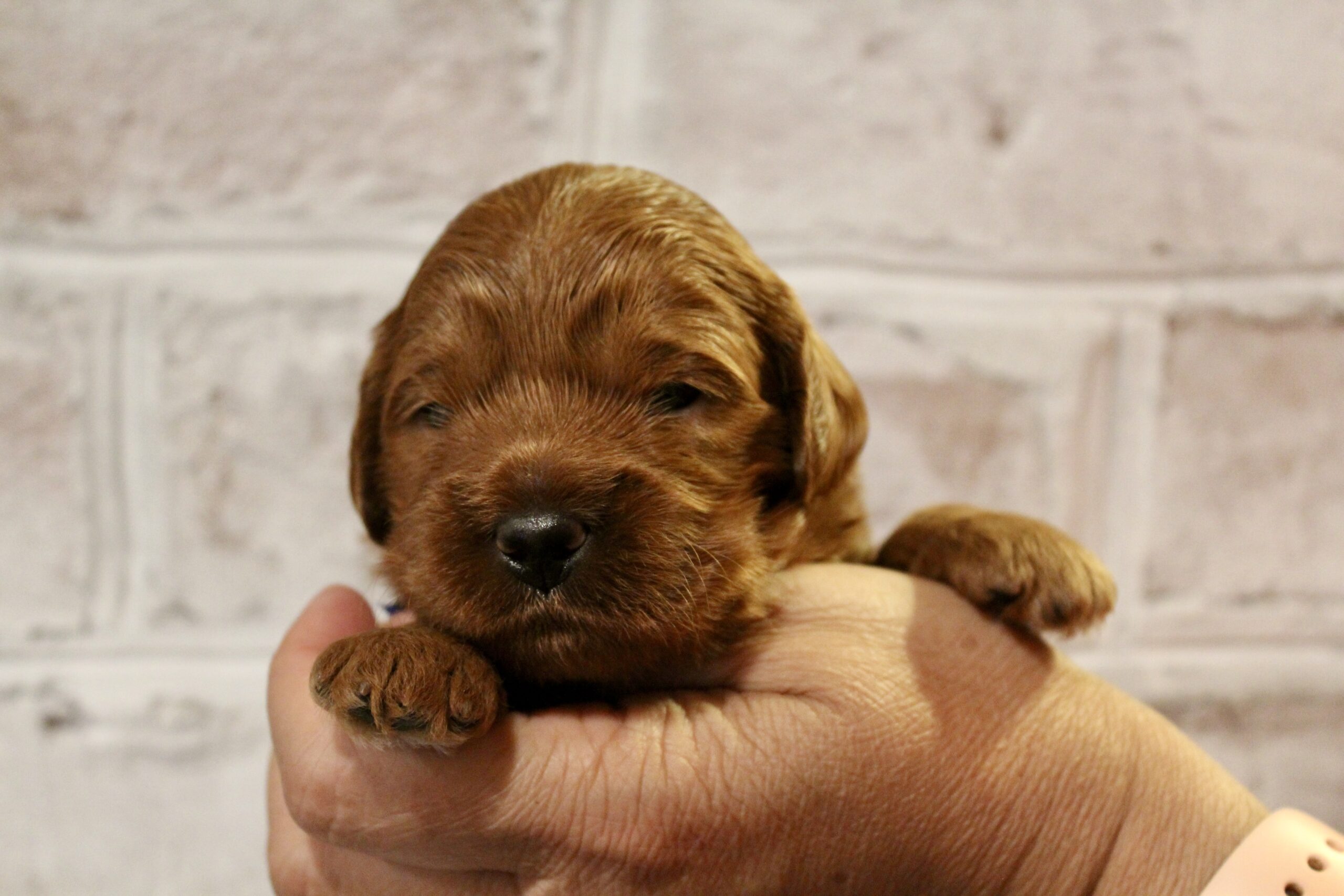 09FEBD70-E9FE-4613-94DA-078CCE9285CA_1_201_a