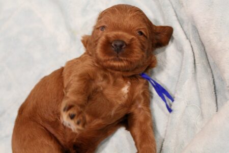 0A8A6A88-10A4-4314-A6CB-8D2077BB9040_1_201_a