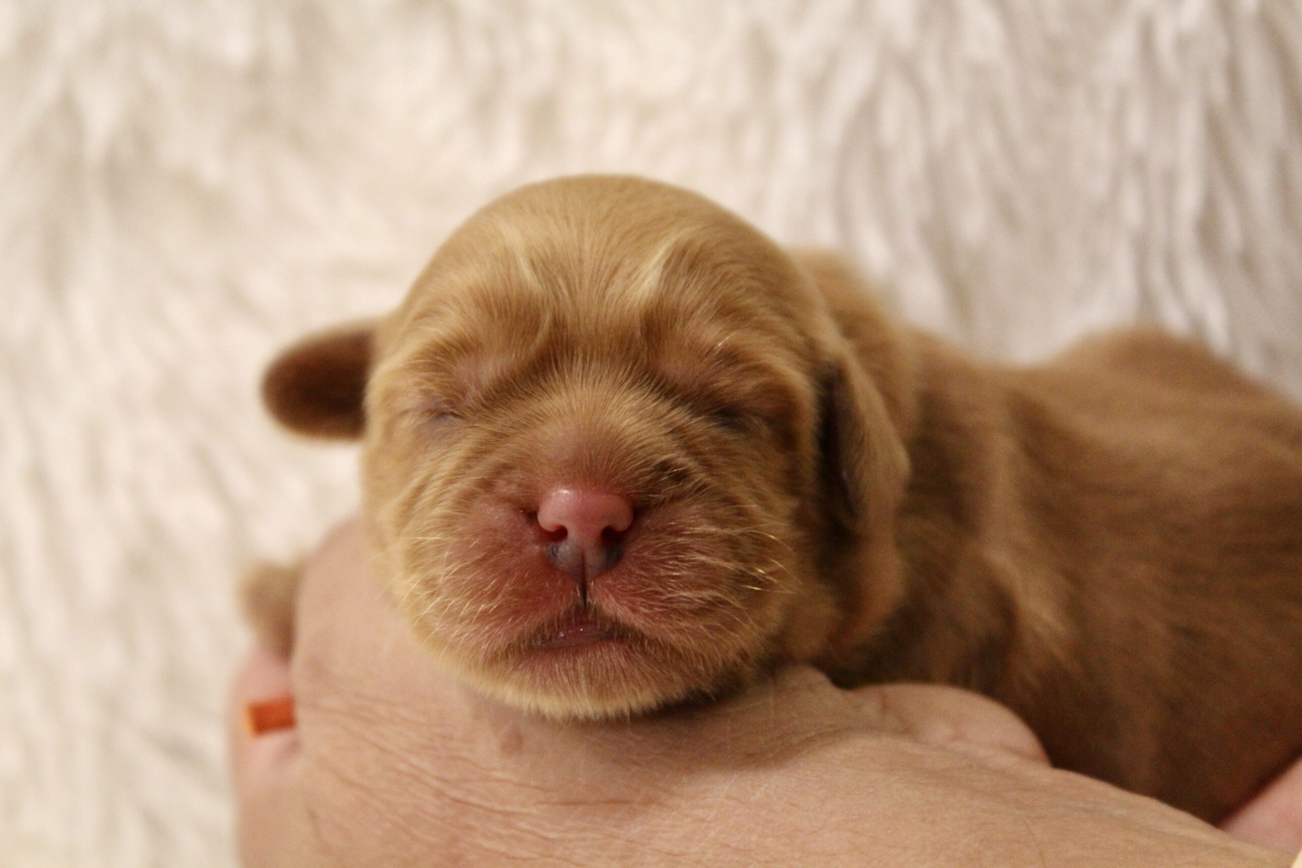 14D62A67-B2E9-4869-A3D2-09A05B2F7CAC_1_201_a