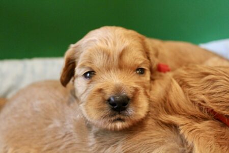 1C707C7B-5F53-4503-9549-F977CDF7822E_1_201_a