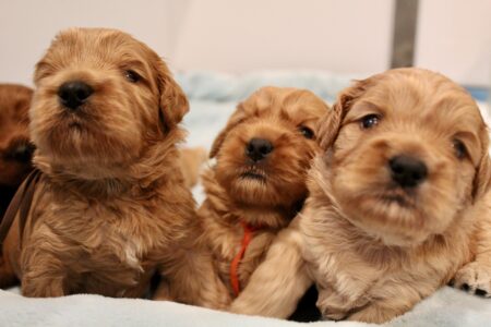 2002D867-C539-4F52-9B70-F1D70852F9C4_1_201_a