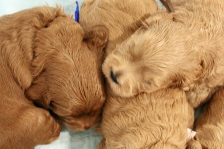 2BD47525-9113-49C1-8F9D-490D0483FA1B_1_201_a