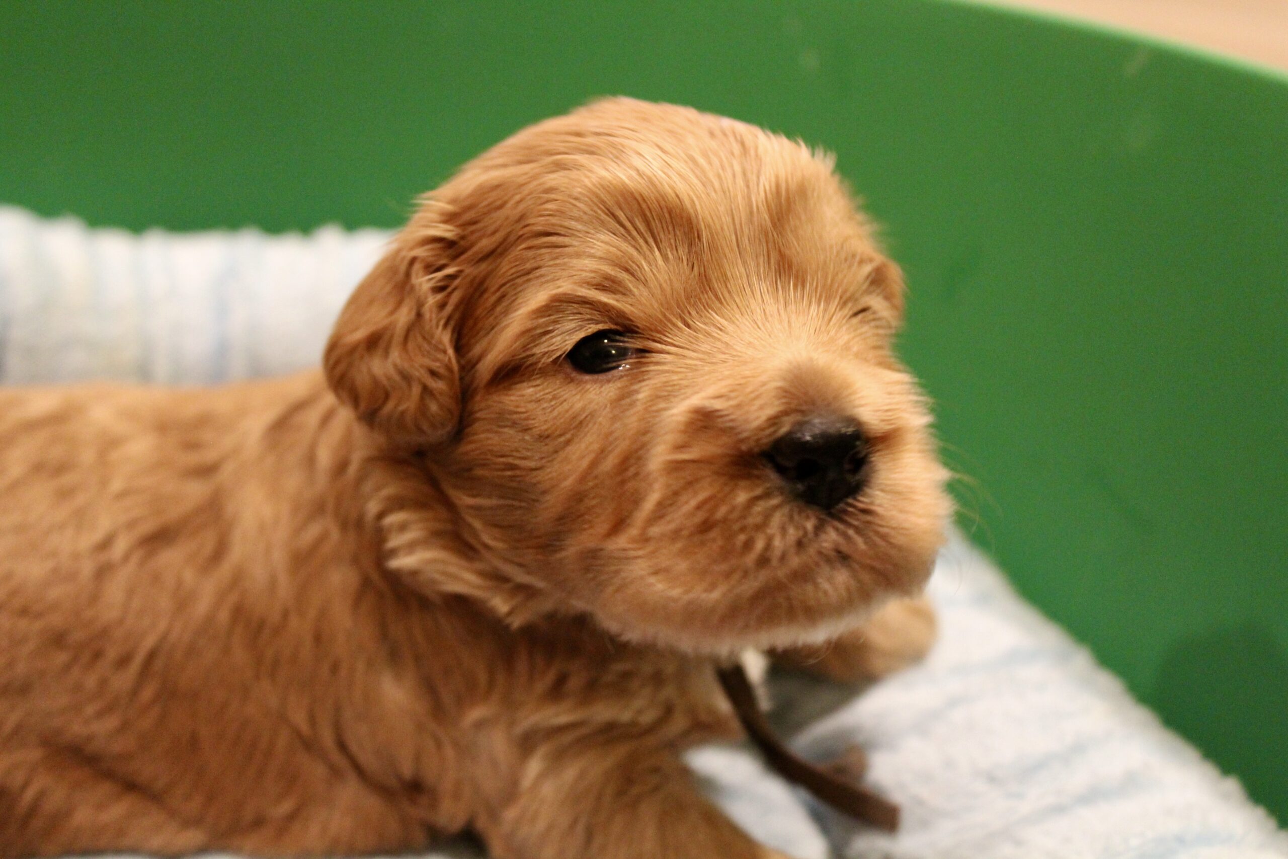 44ACA603-25A7-48DC-A420-F9A76DF0E10C_1_201_a