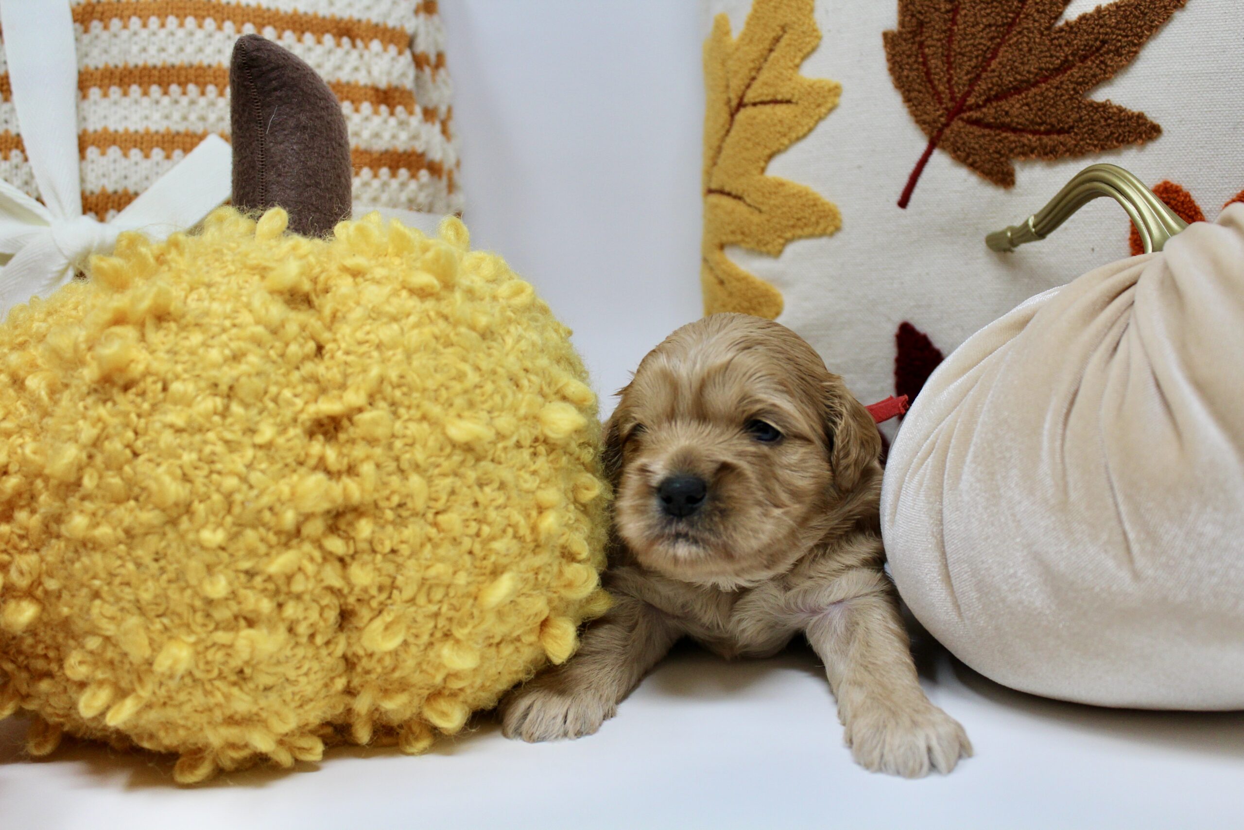 57EAD799-CBD1-46FA-8A6E-70346E13CE33_1_201_a