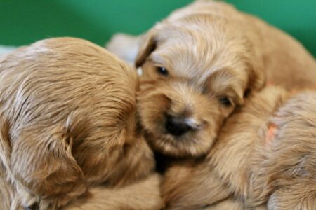 68B11A94-7A58-4492-8AC4-1044A67A926B_1_201_a