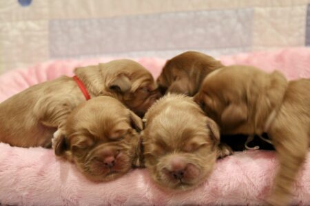 704D0FA8-1AFF-4B0A-A24F-A3DBD4630977_1_201_a