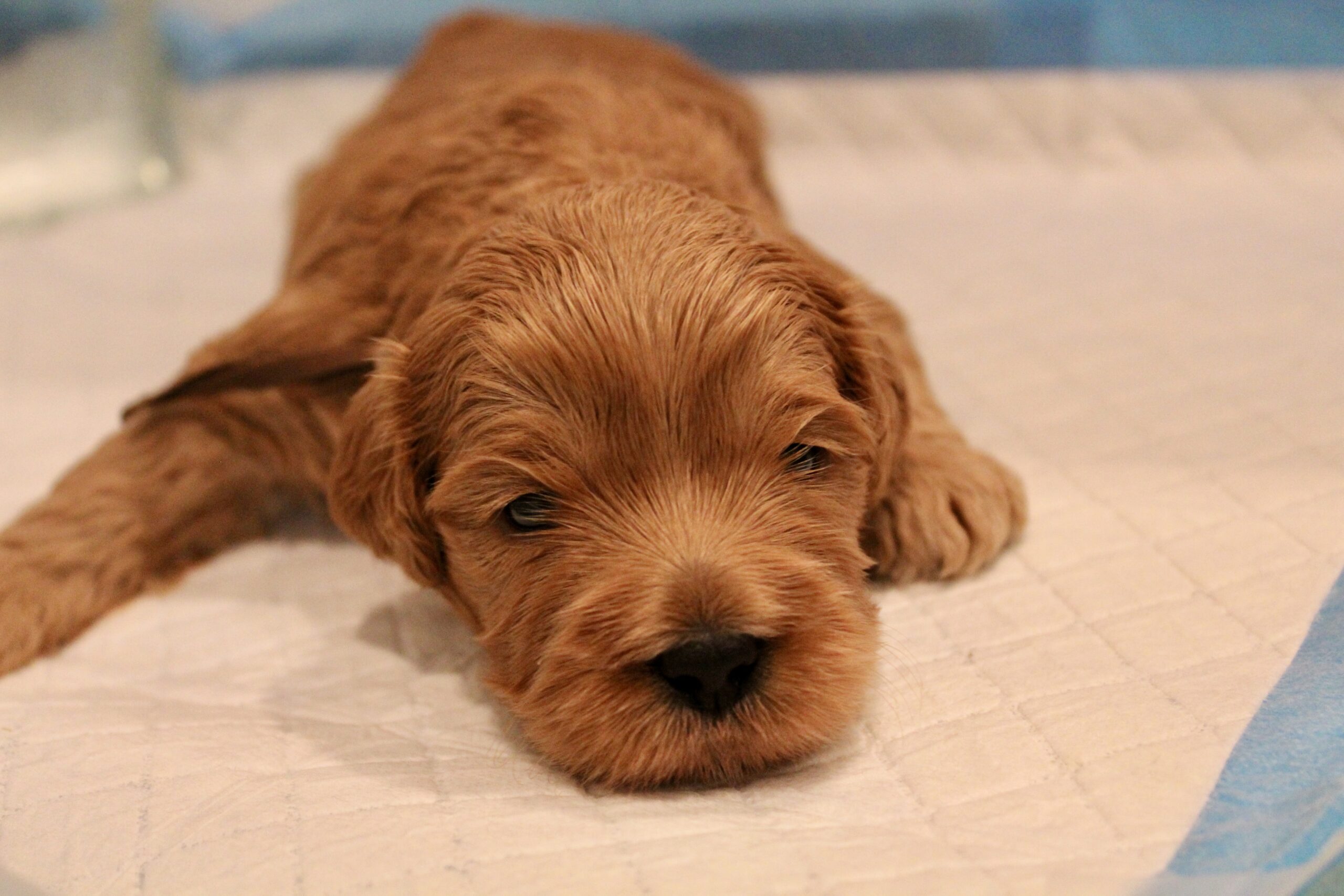 77E40A28-17F0-4BEB-AF6E-787D3D4FC472_1_201_a