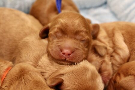 822071A8-E67C-4177-AAFF-6A489D9C76FB_1_201_a