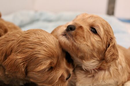 8952205C-EB8D-4E81-AFA9-031F9AFF7085_1_201_a