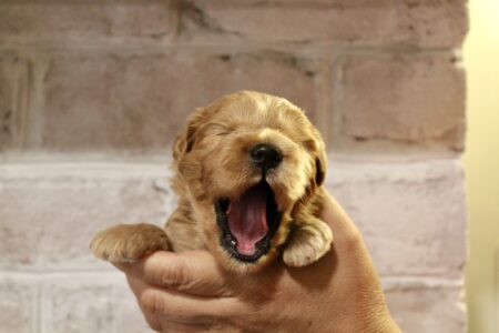 93ABAA9E-987C-42A9-B33F-3C228951F1CD_1_201_a