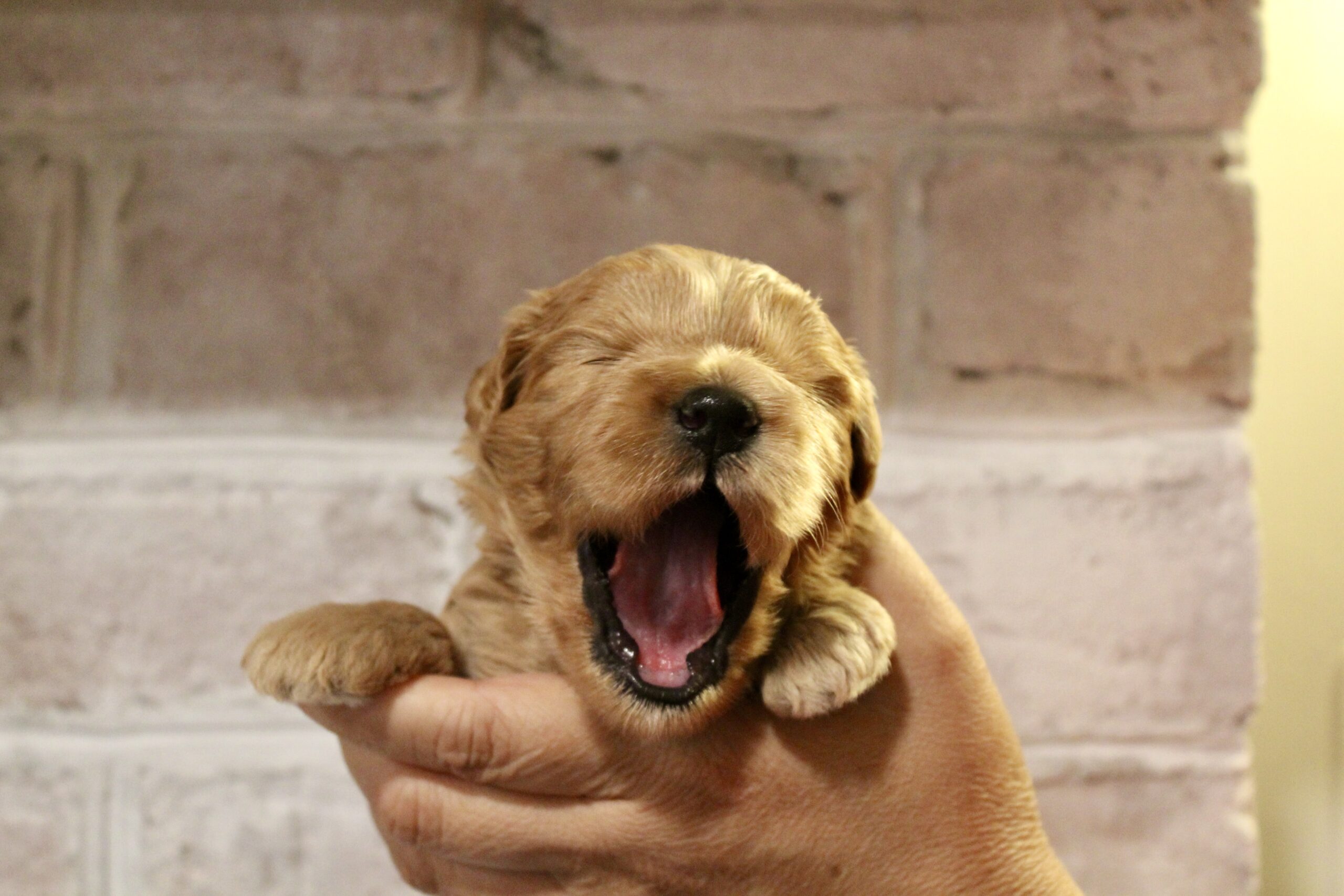 93ABAA9E-987C-42A9-B33F-3C228951F1CD_1_201_a