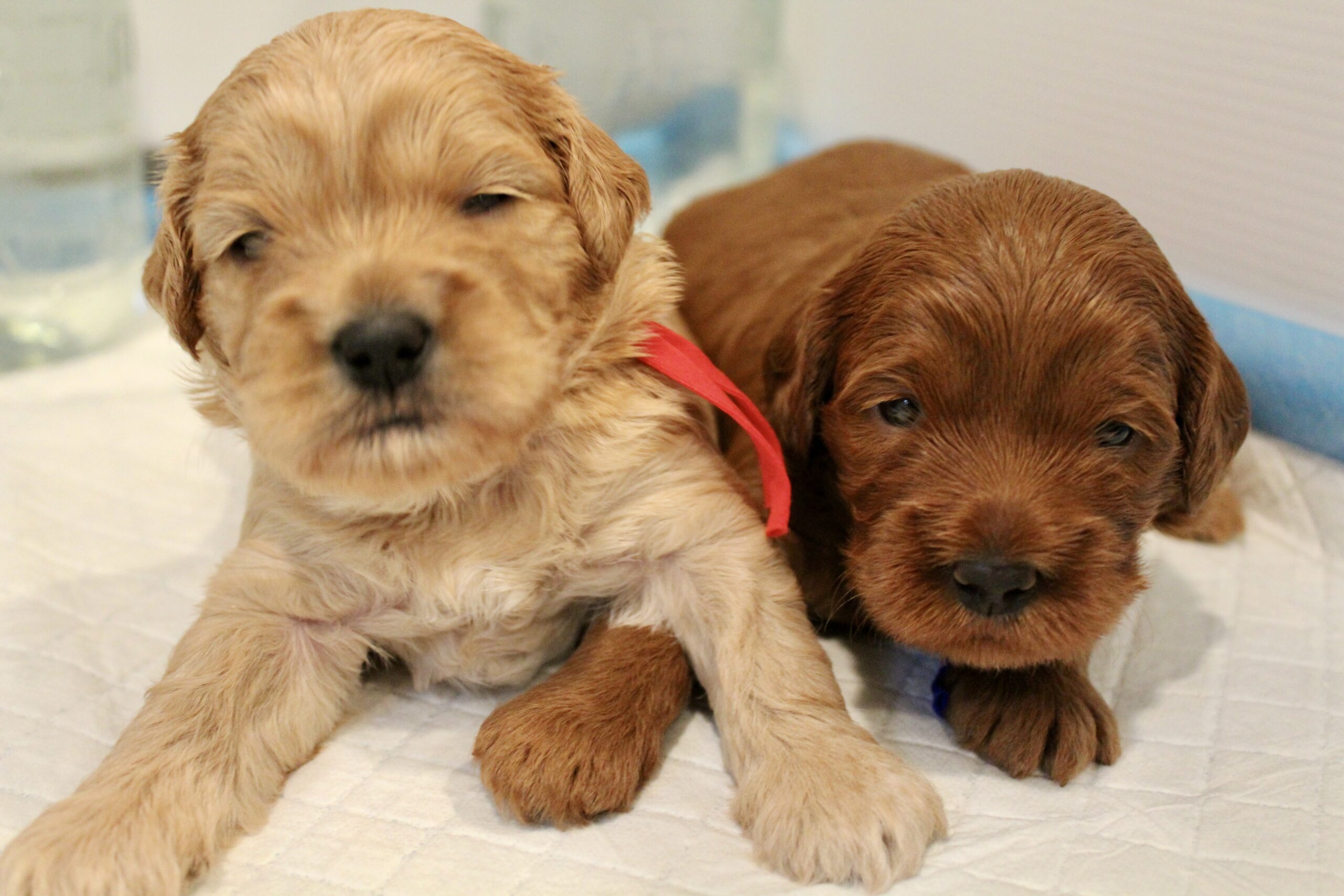 988F1A9A-5D61-427C-ABE4-BA642F6B516A_1_201_a