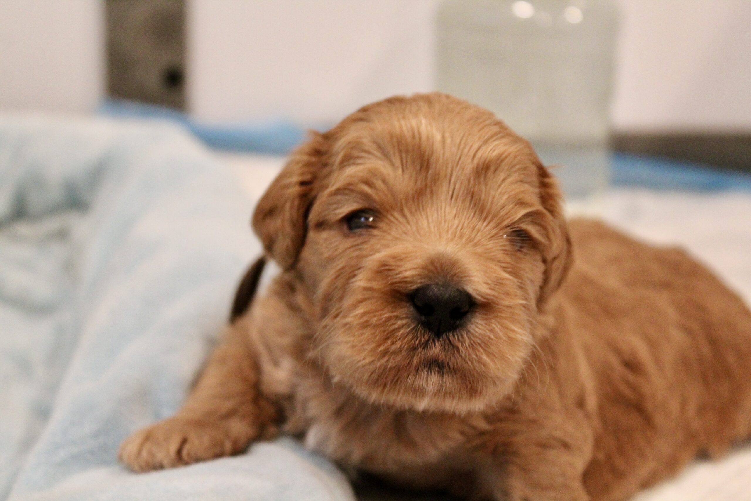 988F74D5-4DB6-4EEE-A6CF-0C24A54F715F_1_201_a