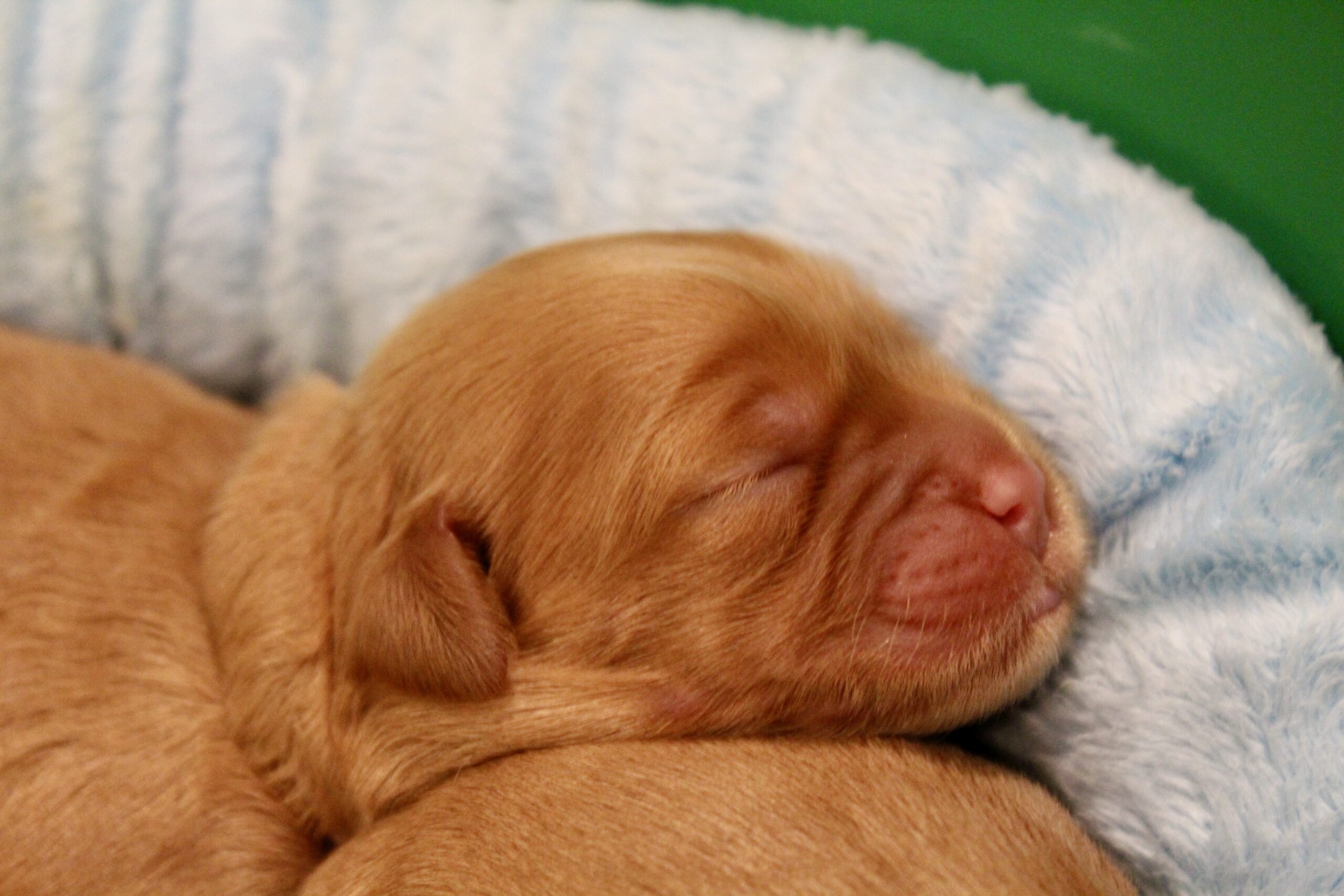 A5823538-E05D-42CE-BE43-7B9474F4473C_1_201_a