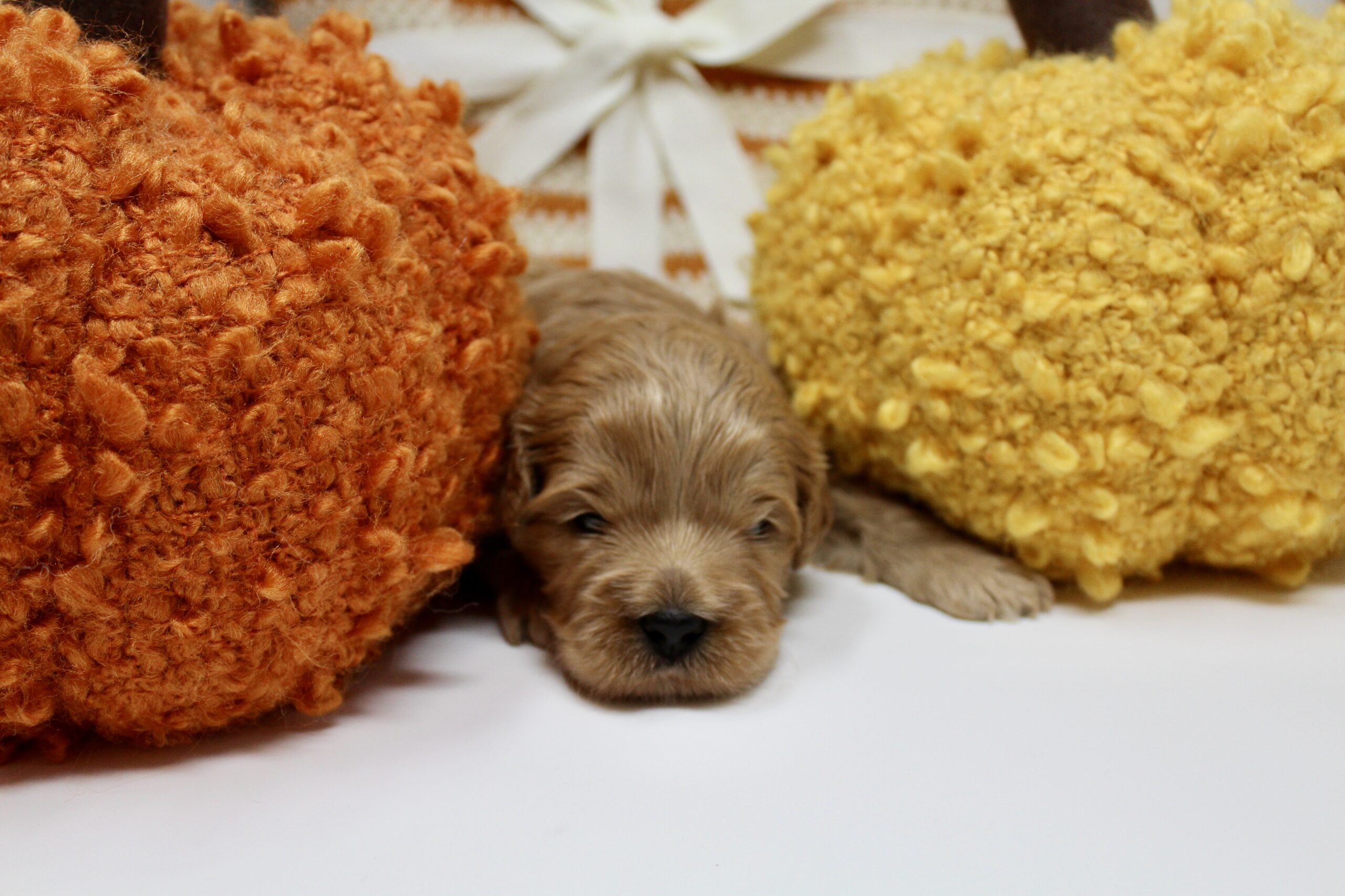 ACD3D369-5A16-4125-8344-ADB0E2D4632F_1_201_a