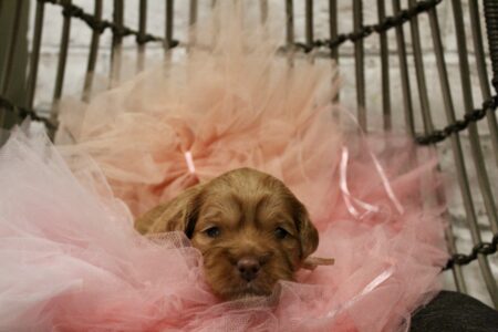 B5E1FA80-E303-4D8C-BBFB-44606A2ECF91_1_201_a