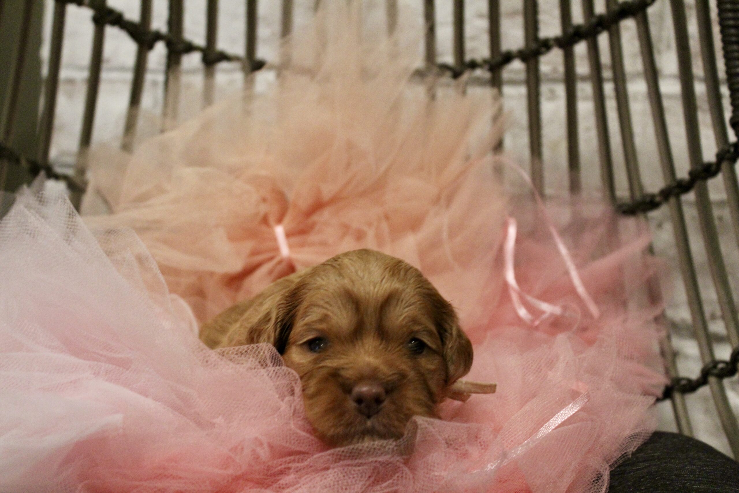 B5E1FA80-E303-4D8C-BBFB-44606A2ECF91_1_201_a