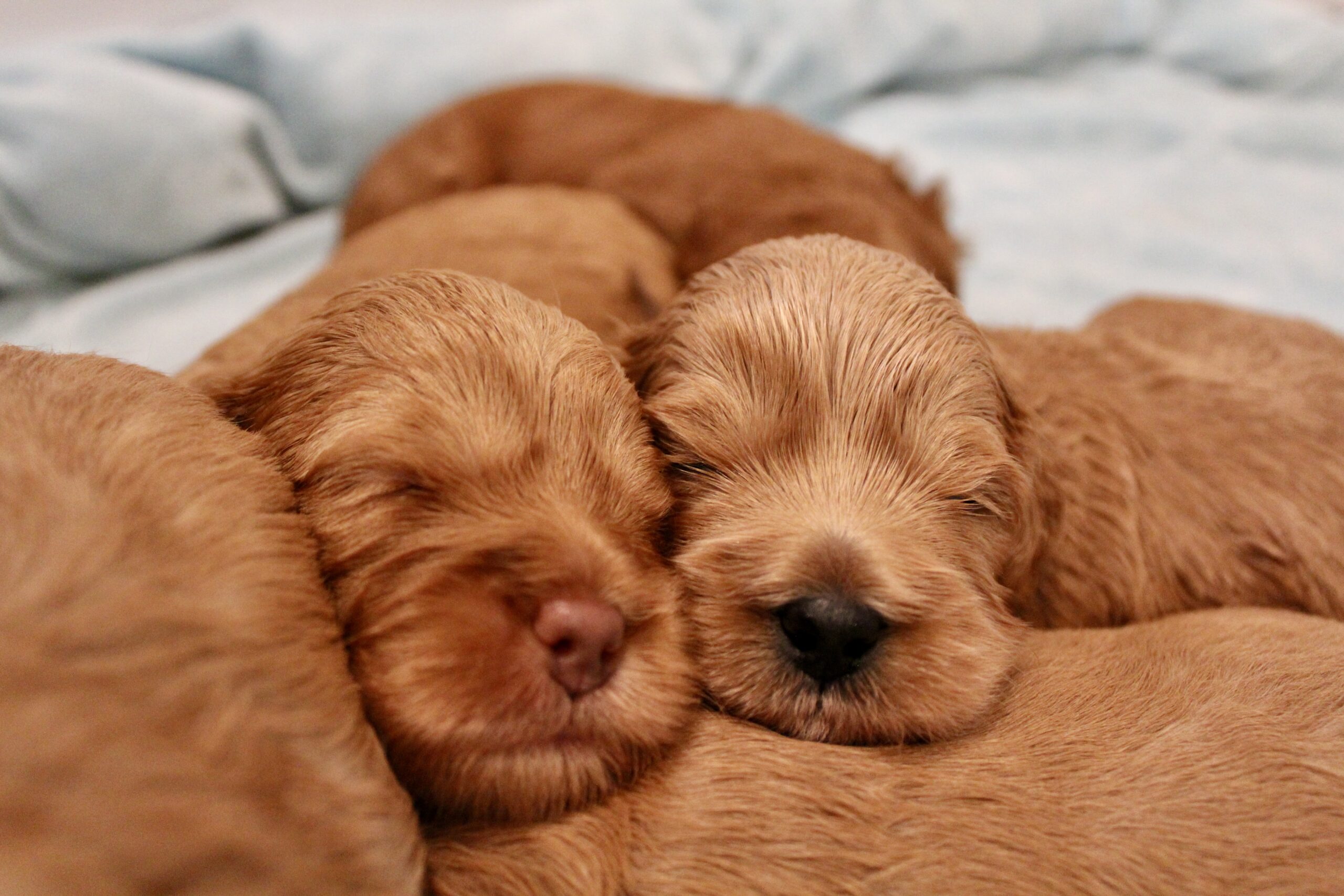 C2CB2EE5-5B24-4243-9B13-D2204E227F5C_1_201_a