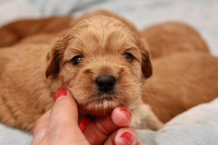 C4EEAABC-ED1E-42BC-8B4B-434658BDE403_1_201_a