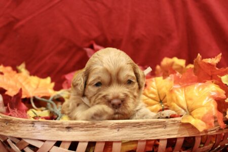 CAEB338F-5992-489D-B38C-8F2AC0F40666_1_201_a