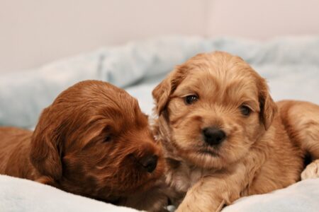 CC91867C-FDA5-4D9D-BDFF-339DEAF2CA76_1_201_a